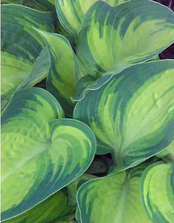 Hosta Tardiana June